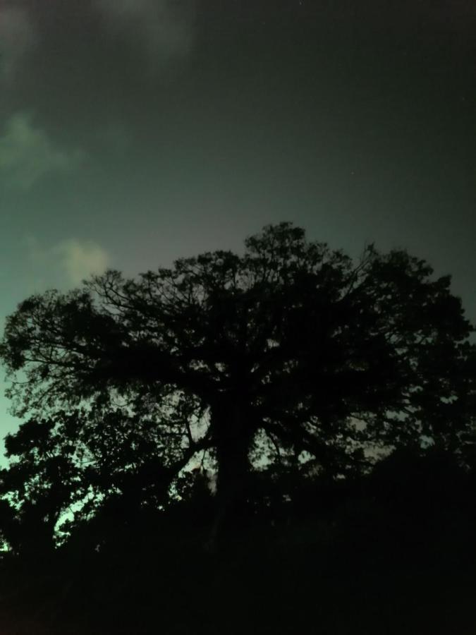 La Ceiba Tree Lodge Tilarán Eksteriør billede
