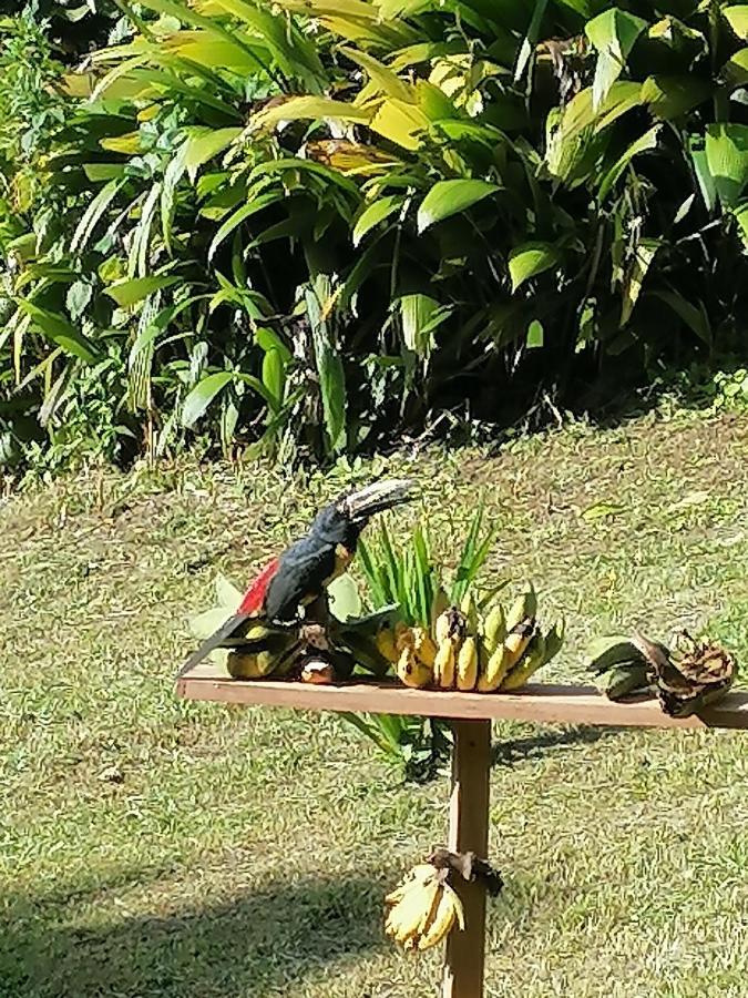 La Ceiba Tree Lodge Tilarán Eksteriør billede