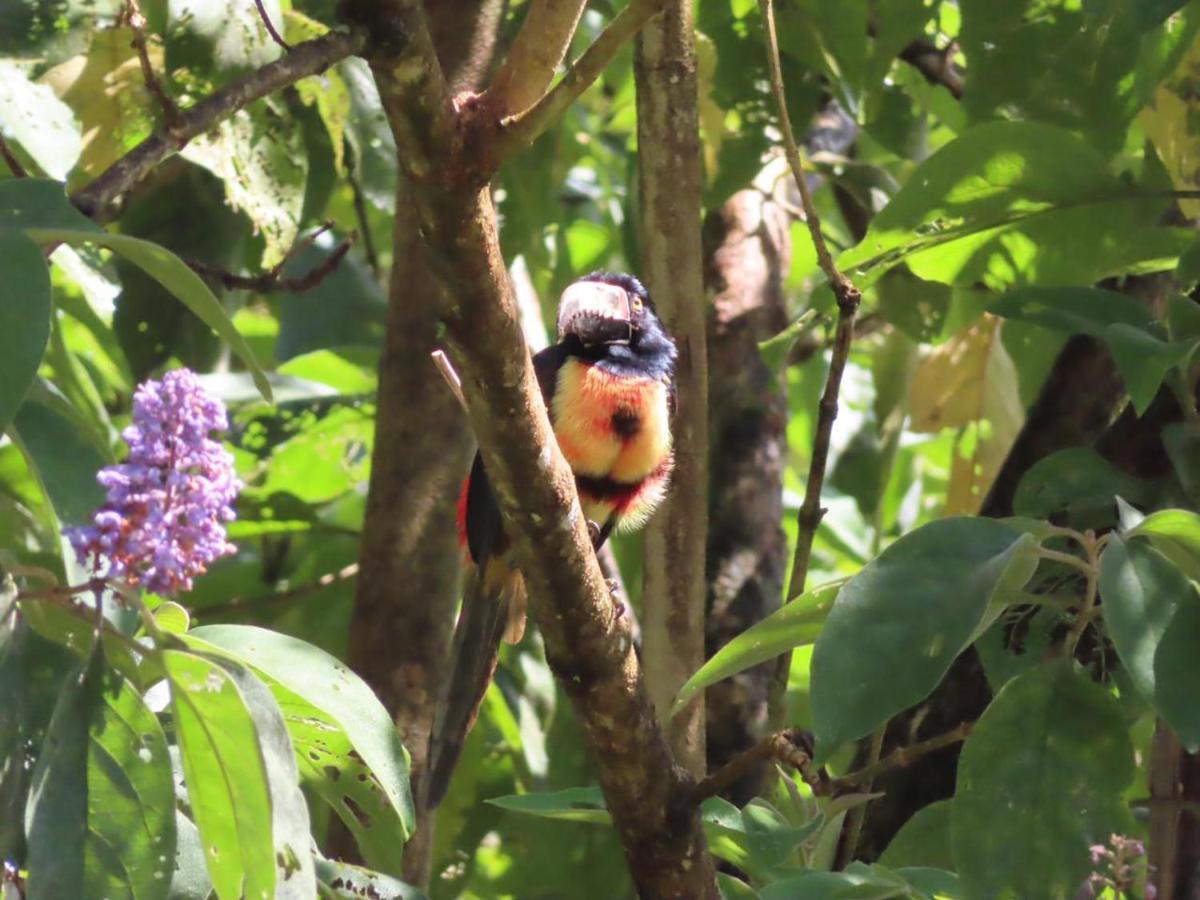 La Ceiba Tree Lodge Tilarán Eksteriør billede