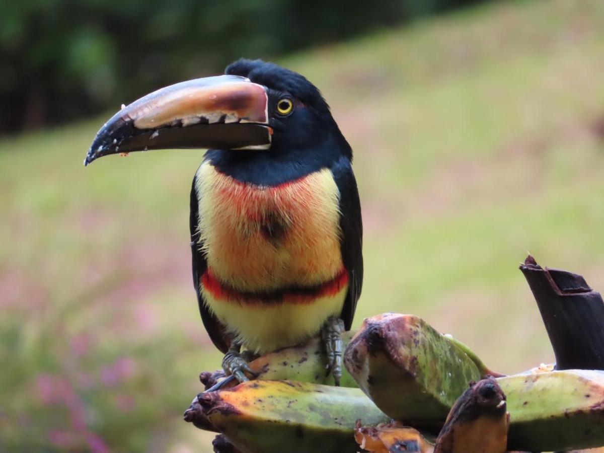 La Ceiba Tree Lodge Tilarán Eksteriør billede