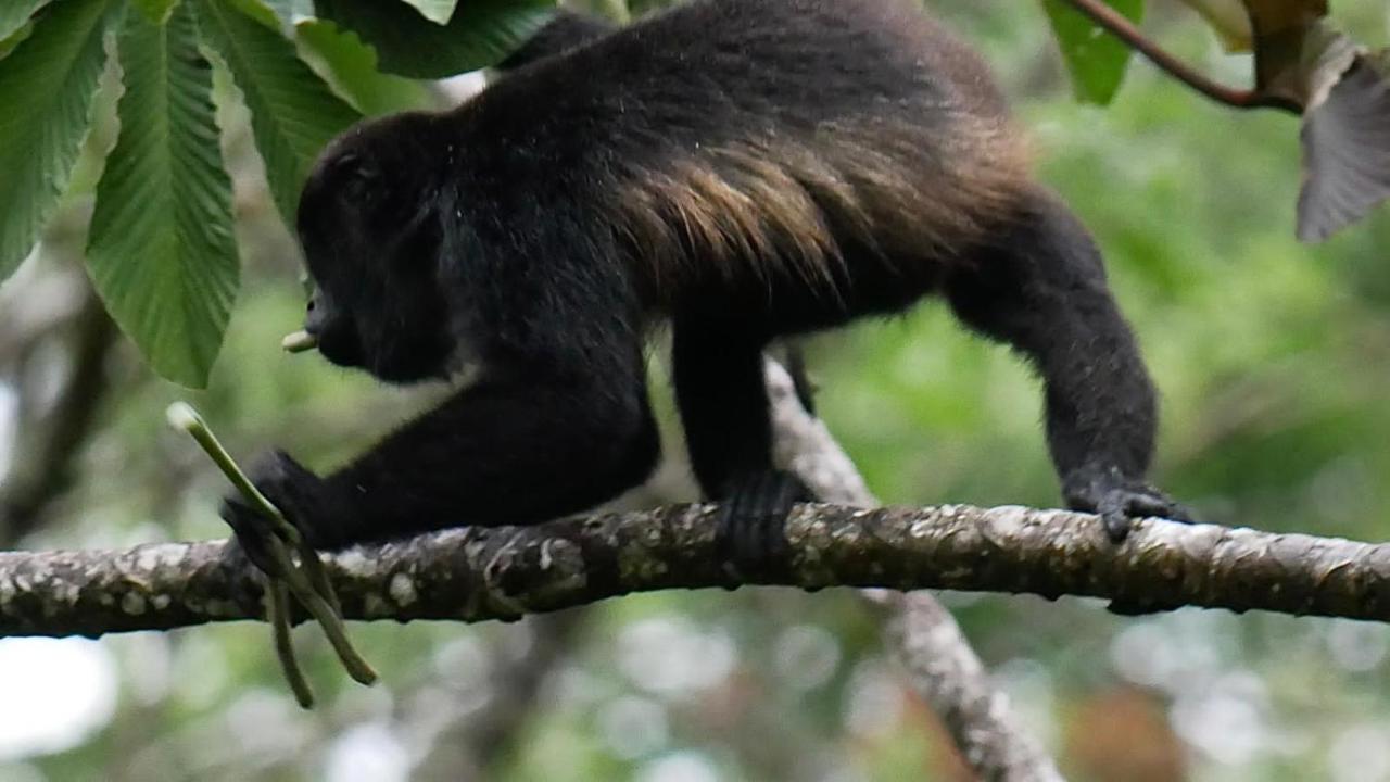 La Ceiba Tree Lodge Tilarán Eksteriør billede