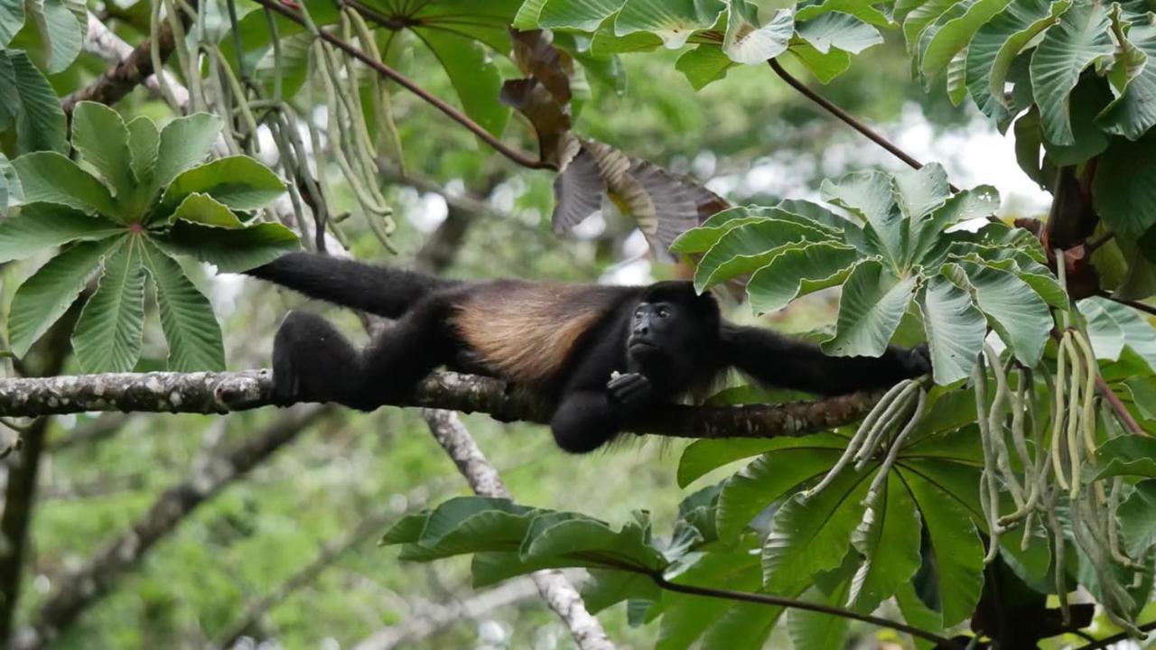 La Ceiba Tree Lodge Tilarán Eksteriør billede