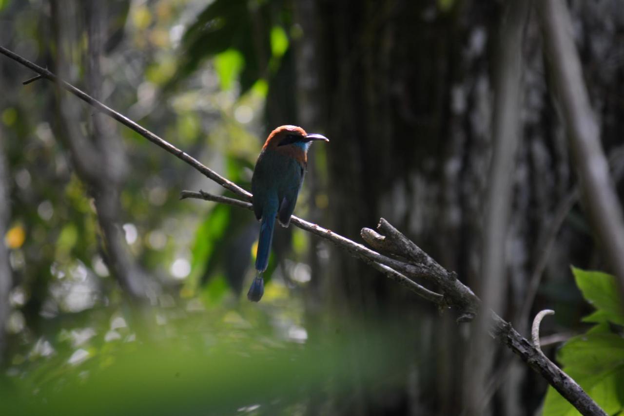 La Ceiba Tree Lodge Tilarán Eksteriør billede