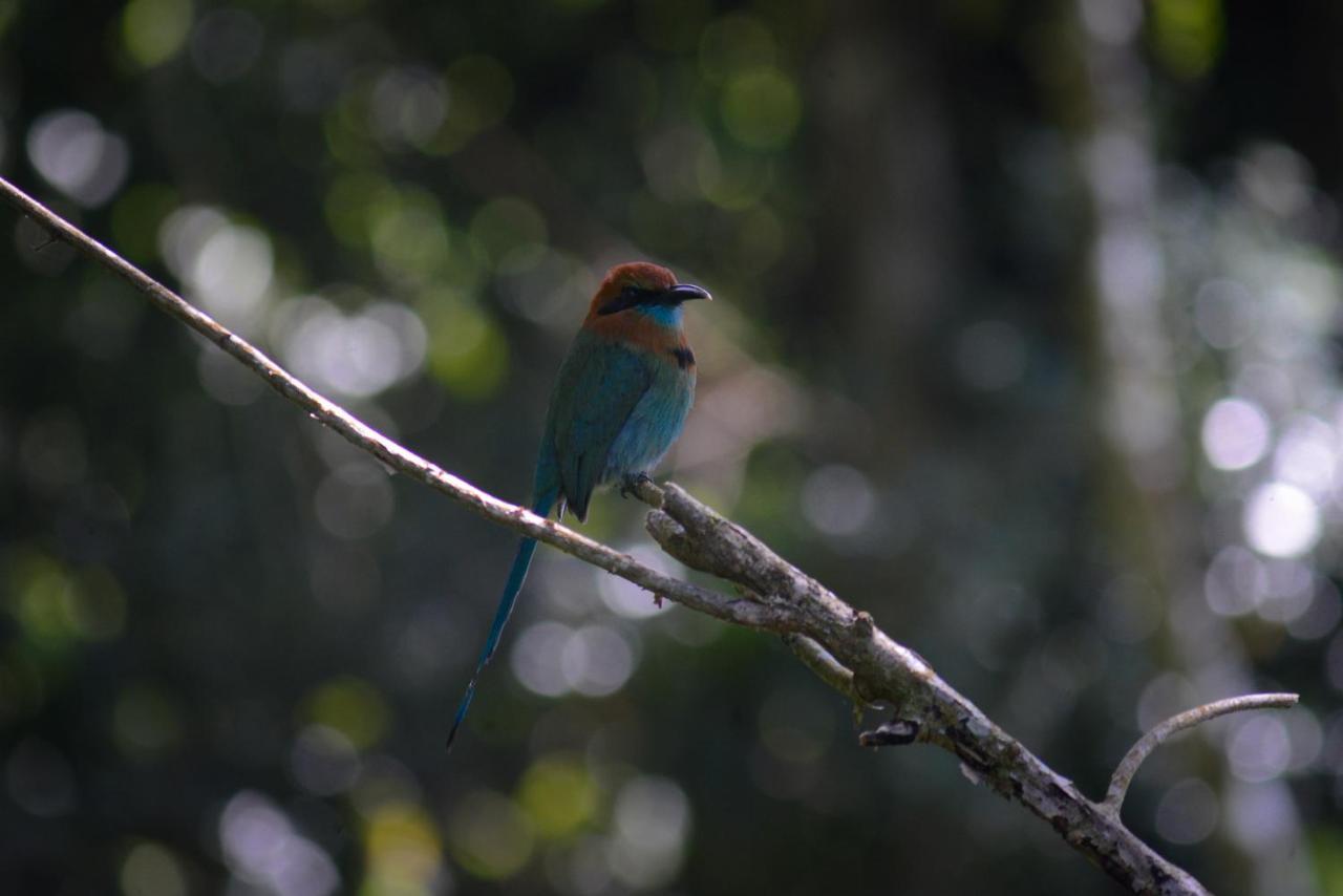 La Ceiba Tree Lodge Tilarán Eksteriør billede